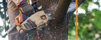 How Our Tree Care Process Works  in  Terre Haute, IN